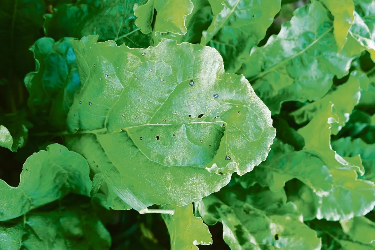 752dcd0385c381cfb504b380fdb07deec516a58c In den Hauptanbaugebieten der Zuckerrüben werden jetzt Cercospora-Blattflecken gefunden. (Bild zVg)