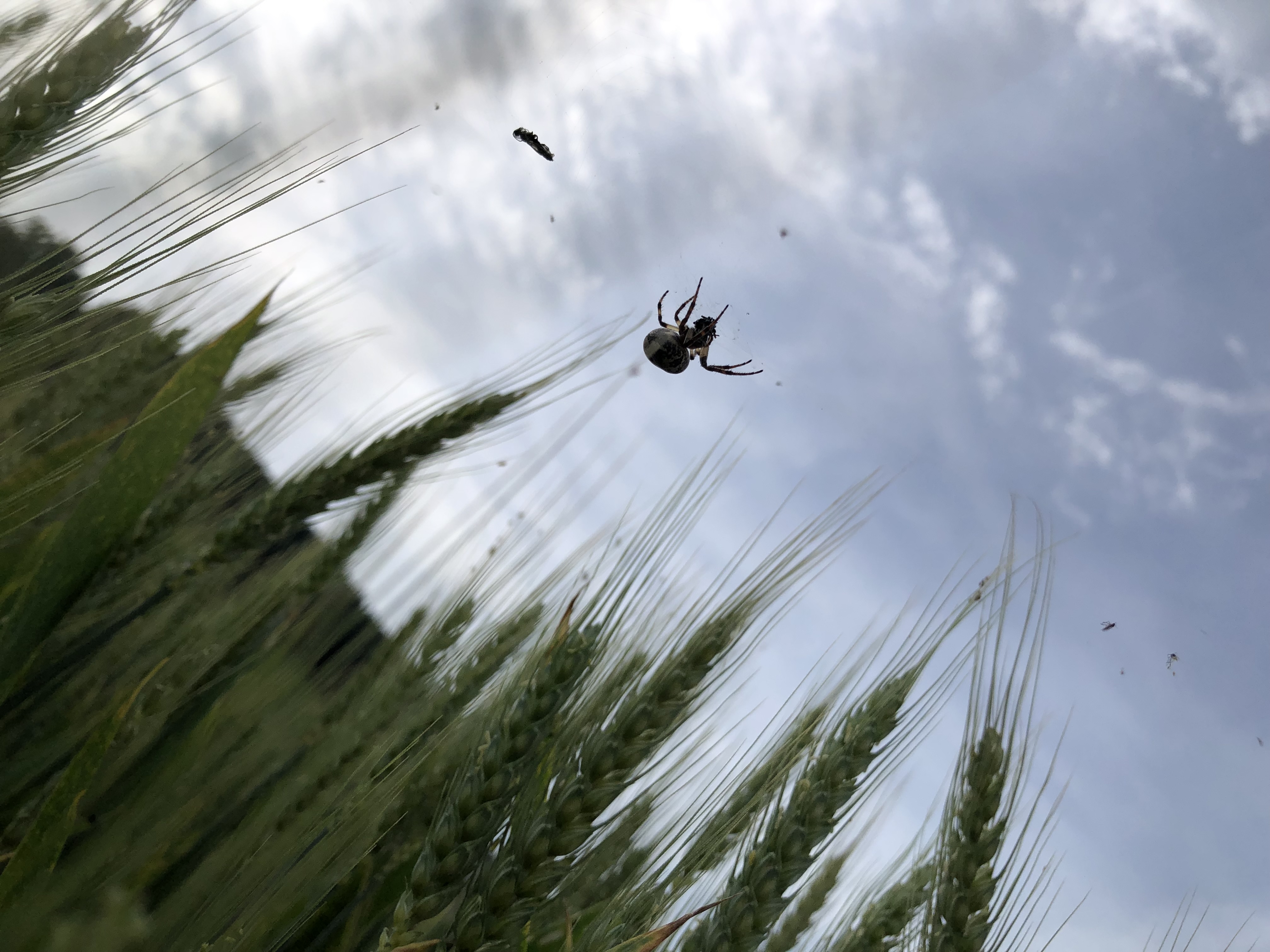 Produktion und Biodiversität: Die Landwirtschaft soll Leistungen in beiden Bereichen erbringen – und dafür entlohnt werden. Das steht so in der Bundesverfassung.