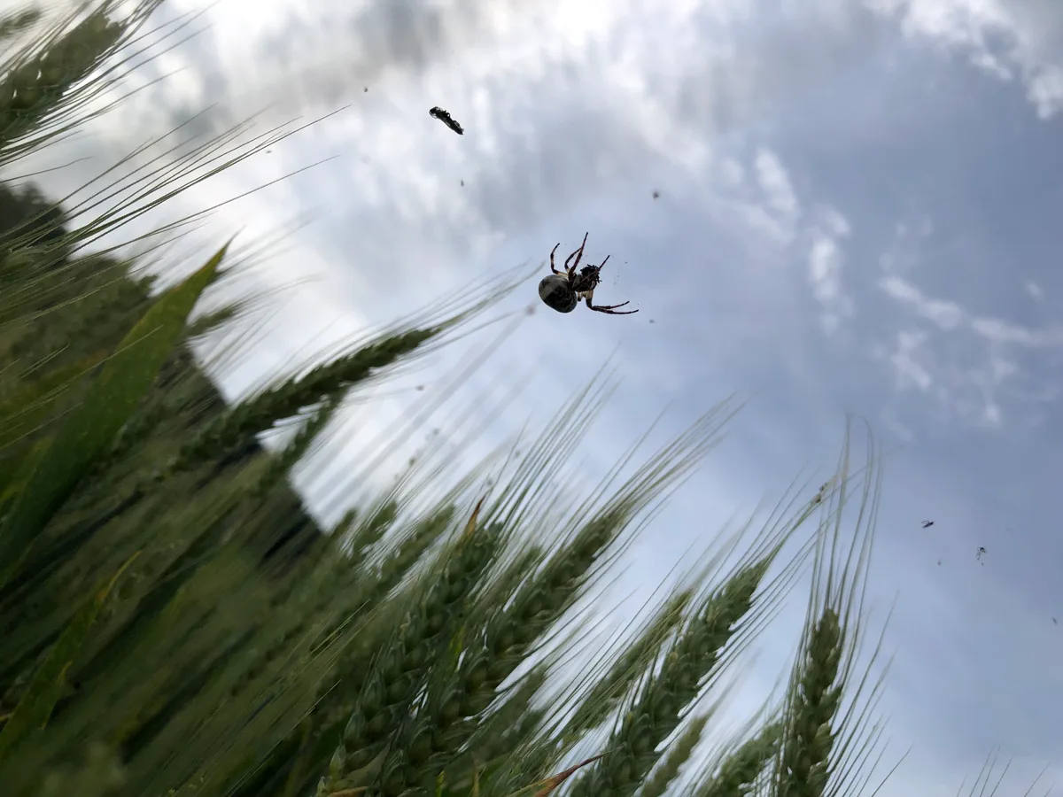 IMG_6217.jpg Produktion und Biodiversität: Die Landwirtschaft soll Leistungen in beiden Bereichen erbringen – und dafür entlohnt werden. Das steht so in der Bundesverfassung.