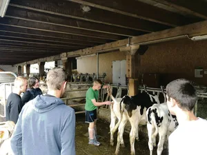 Fachunterricht Tierhaltung am LBBZ Schluechthof in Cham ZG: Lehrerin Franziska Duss zeigt den Lernenden im ersten Lehrjahr, wie man bei einem Kalb korrekt Fieber misst. (Bilder Jeanne Woodtli)
