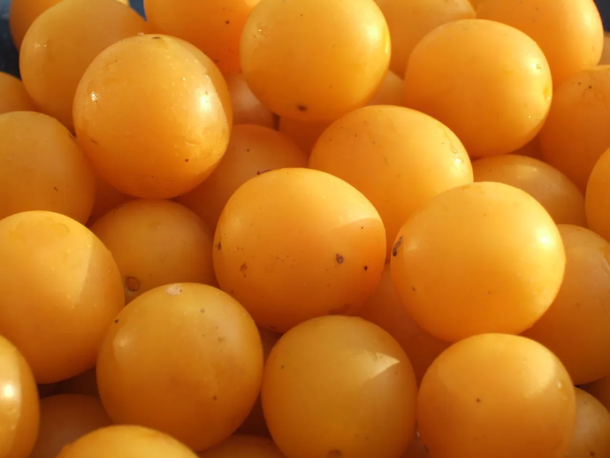 182384996c03aa1d4eb5a90bdfbb6f5ba264677f Die süsse Frucht wird oft vergessen. (Bild CC BY-SA 3.0, https://commons.wikimedia.org/w/index.php?curid=276603) )