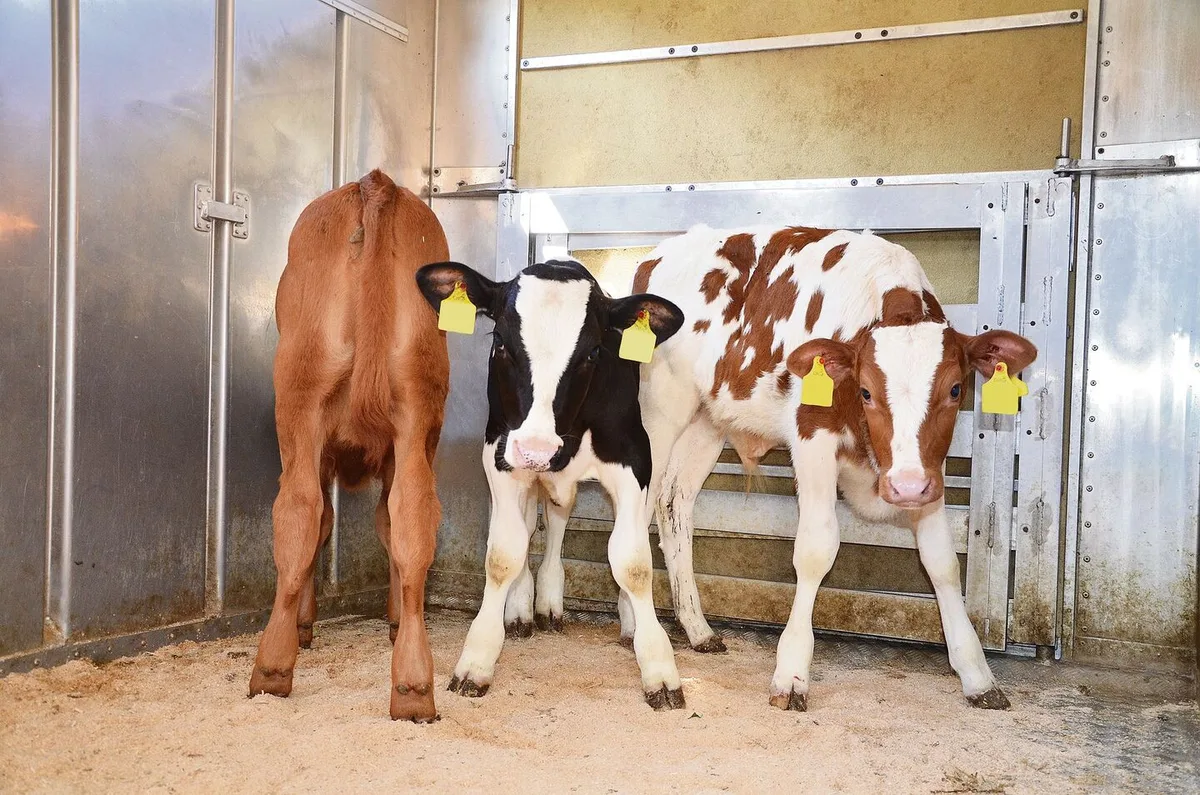 d39f43019e74778e8d3b9731f208c3d2e93d0724a1c94bc41e5b72dafbde8680 Die Nachfrage nach reinen männlichen Milchrassenkälbern ist aktuell sehr bescheiden.
