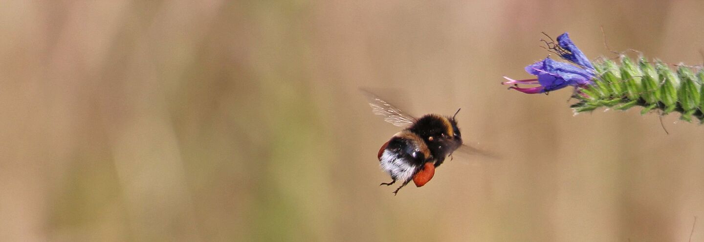 Die Erdhummel, eine häufig gezüchtete Wildbiene, die später zur Bestäubungin landwirtschaftlichen Kulturen ausgebracht wird.