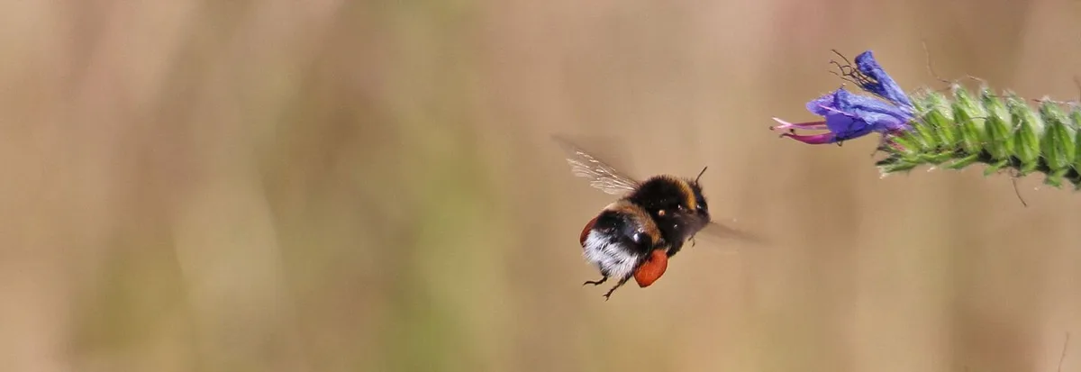 Die Erdhummel, eine häufig gezüchtete Wildbiene, die später zur Bestäubungin landwirtschaftlichen Kulturen ausgebracht wird.