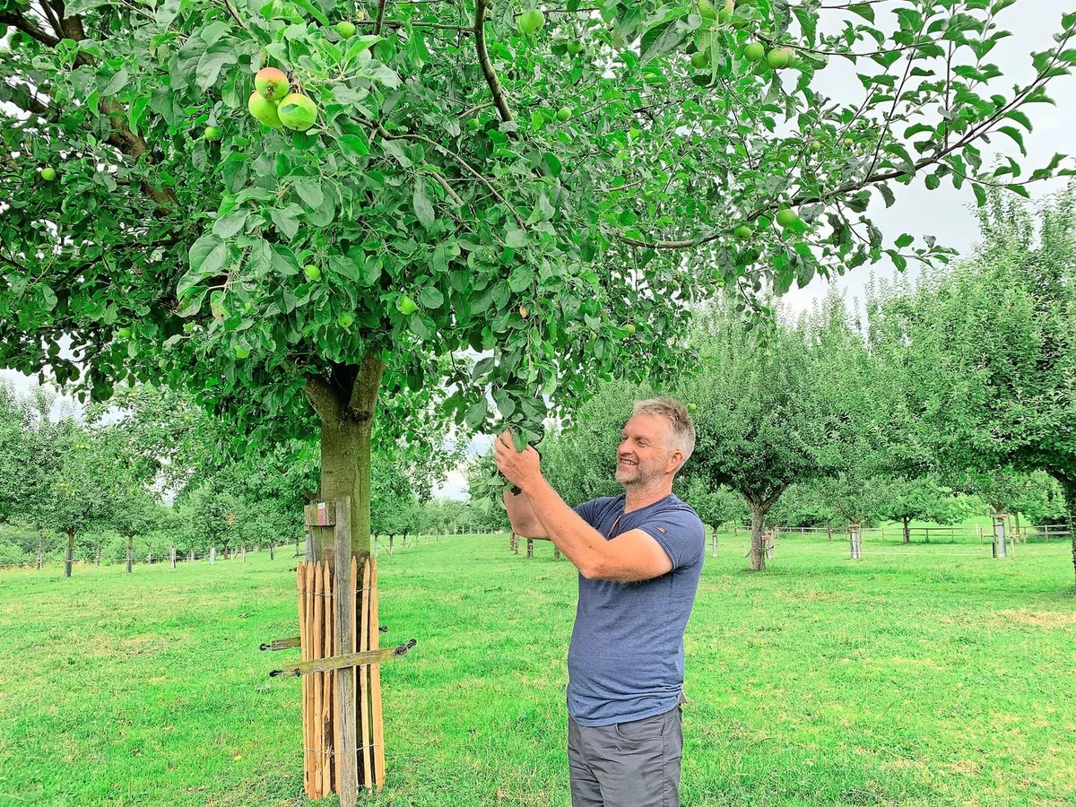 e3acf6c7ed82ba95c2e97a8da81bffad436abb1156775f2544121582b6b87745 Urs Amrein begutachtet die Früchte an einem Apfelbaum. Auf dem Pro Specie Rara Archehof stehen noch über 600 Hochstammbäume von über 400 Sorten. Viele sind Patenbäume.