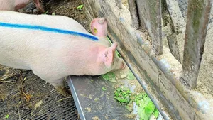 Salat ist bei den «Gemüseschweinen» hoch im Kurs.