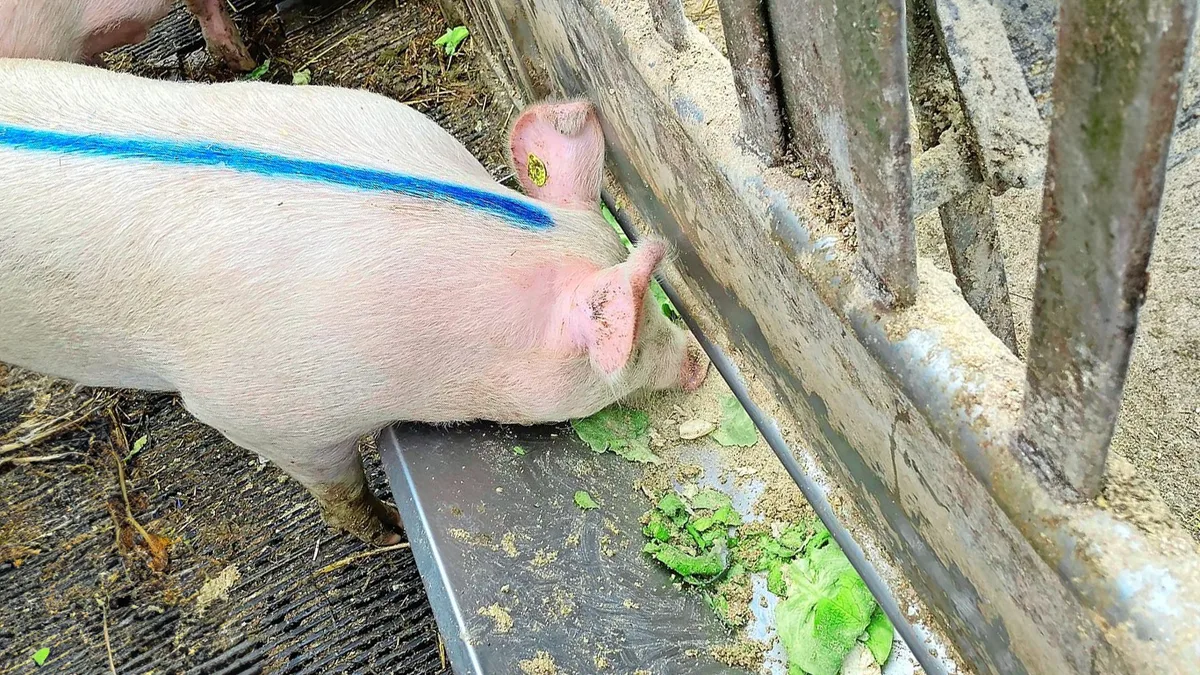 Rüstabfälle statt Kraftfutter für die «Gemüseschweine»