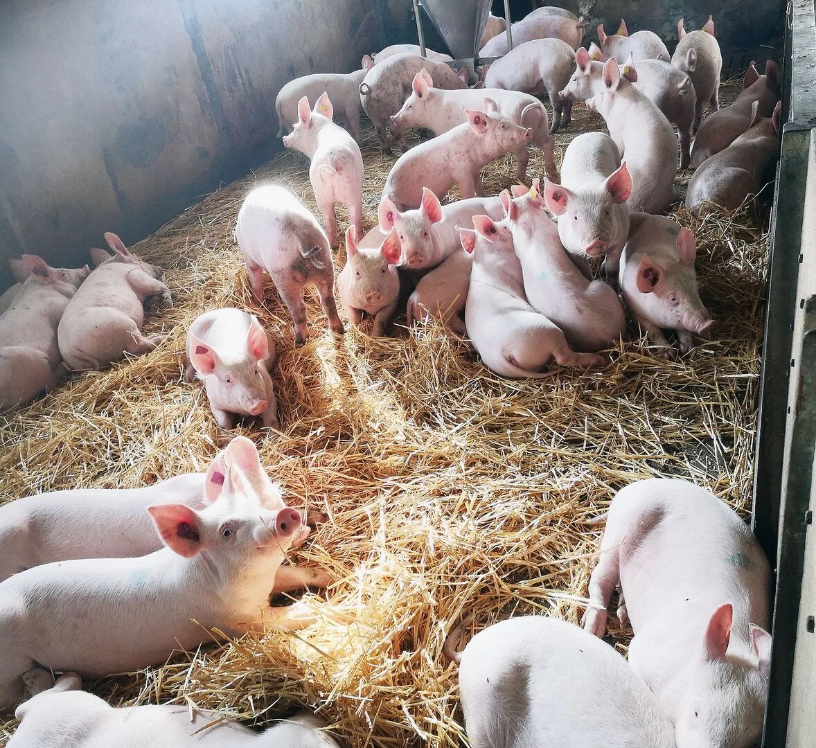 Die Ferkel geniessen trotz Reinigungspanne die saubere und frisch eingestreute Liegefläche.