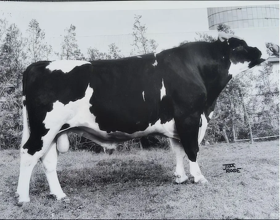 NS_C_3-topaz-upscale-2x Niemand wollte den Stier Senator, doch später produzierte er eine Weltsieger-Kuh