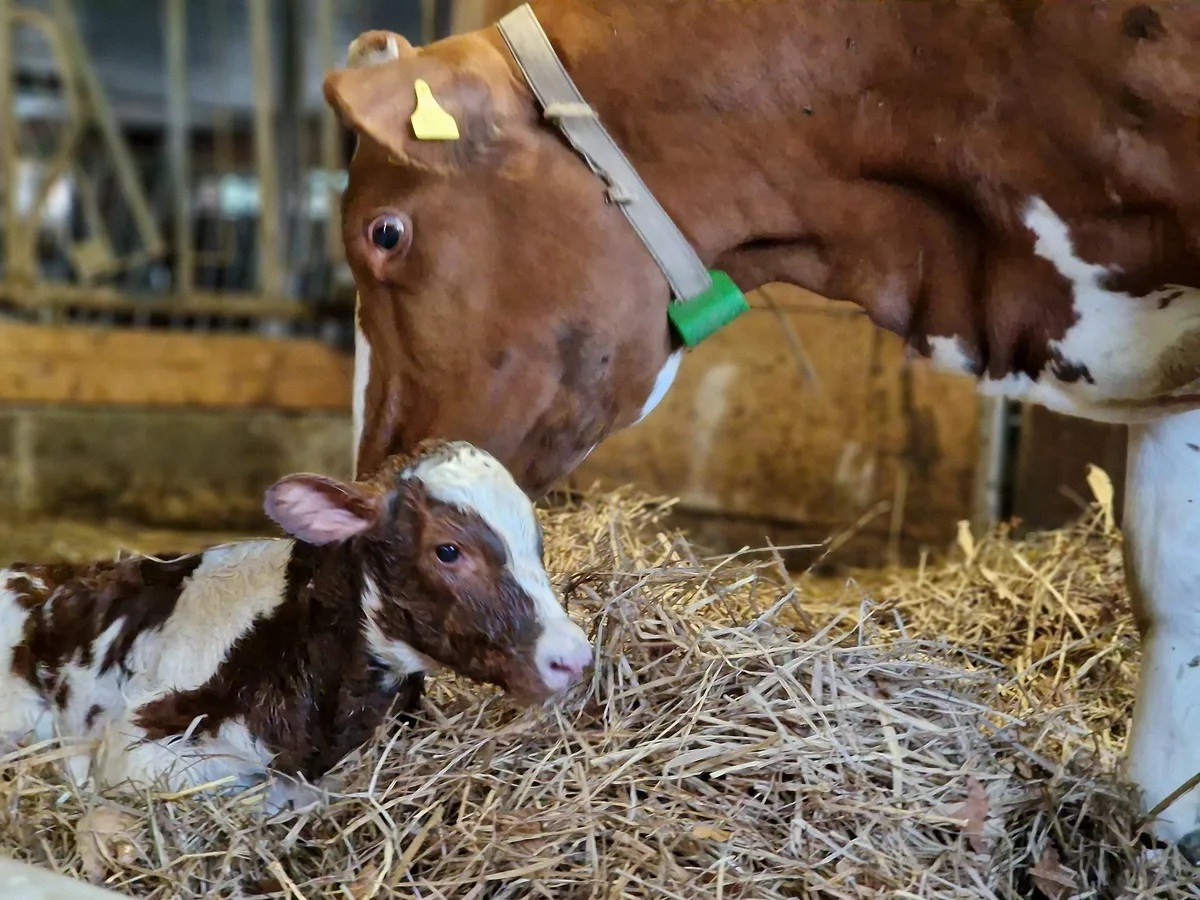 Kalb-Geburt-Sb Die Preise für Tränker sind im Tief