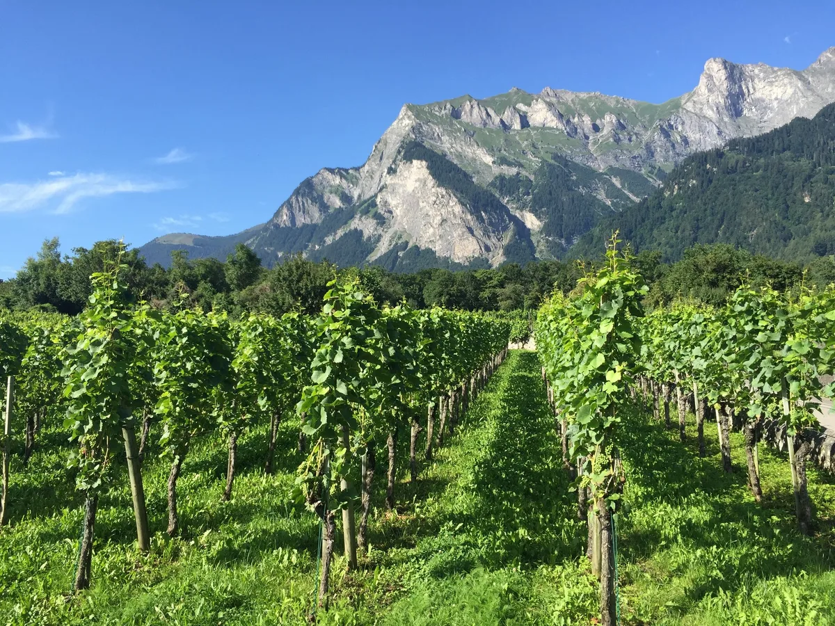 caf38be77ce9bad48307930f51d220dc50bf268e Im Jahr 2020 sollen die Bemühungen der SWP im Bereich Einzelhandel dank des Engagements ihrer Partner fortgesetzt werden. (Bild Swiss Wine)