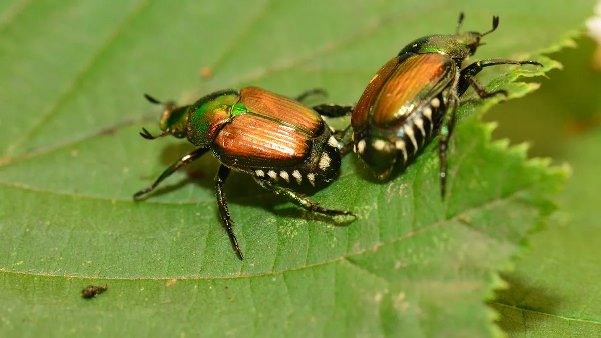 Der Japankäfer kann sehr viele landwirtschaftliche Kulturen befallen und gilt als hoch schädlich.