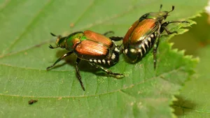 Der Japankäfer kann sehr viele landwirtschaftliche Kulturen befallen und gilt als hoch schädlich.