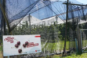 Um die geforderte Qualität an Kirschen liefern zu müssen, betreiben die Produzenten z. B. beim Einnetzen einen grossen Aufwand. Auch in Zukunft rechnet der SOV mit weiteren notwendigen Investitionen und verlangt Unterstützung.