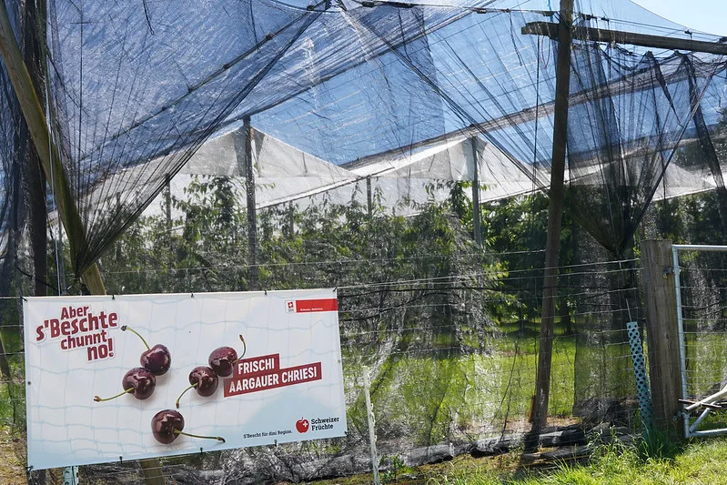 kirschen_SOV «2022 schreibt die Erfolgsgeschichte der Schweizer Kirschenproduktion weiter»