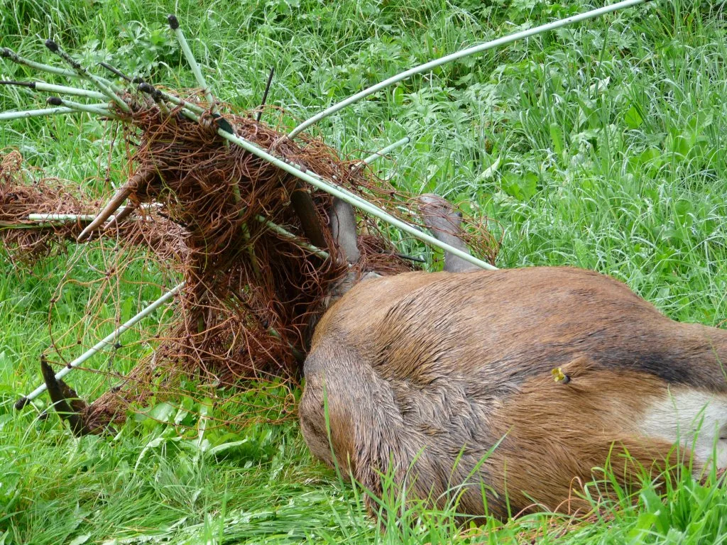 060c4194106b970454d0789015c7cd5de1735e24 Zäune können für Wildtiere zur tödlichen Falle werden, wenn sie sich z. B. mit ihrem Geweih darin verfangen. (Bild Initiative Stopp Tierleid)