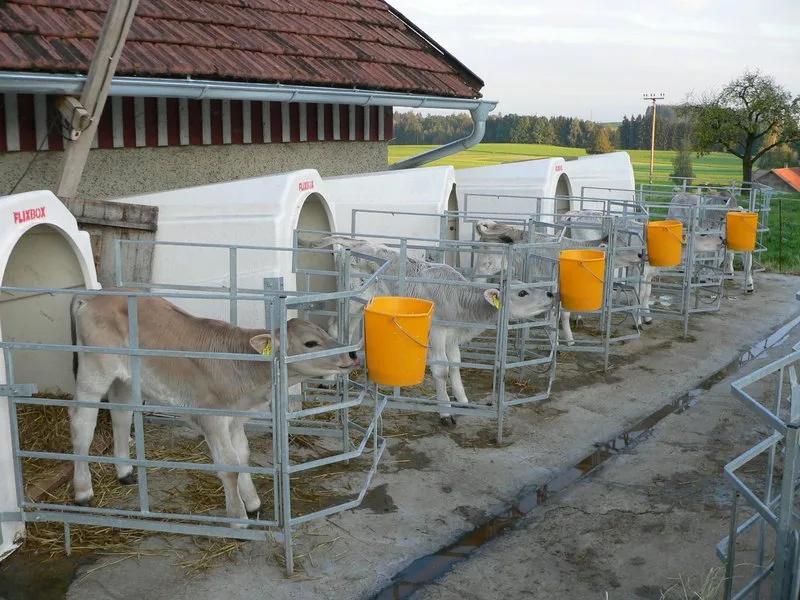 f744bc5d16009f110a4115134821617a78e078d4 Die Preise für Tränkekälber werden künftig nur noch von den landwirtschaftlichen Organisationen erhoben. (Bild BauZ)