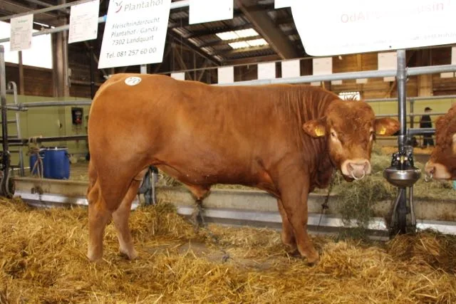 d46dc00b8fe026ea6ec05db6d85f6a01b3cc314e Prachtskerl: Der teuerste Stier des Tages war der Limousin OdAr’s Impec vom Züchter Odermatt & Aregger aus Hofstatt LU. Er wurde für 7000 Franken verkauft. (Bild Hans Rüssli)