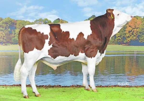 d6b139086269e21b91e530c87570b878761f7cd5 Oscar P (Incredible PP x Incas), gezüchtet von Fritz Hadorn, Süderen. Er stammt von einem hornlosen deutschen Fleckviehstier ab.(Bild zVg)