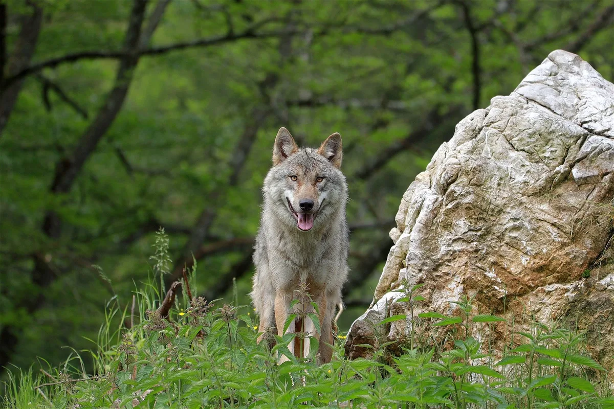 wolf-neben-fels Wölfe kommen in deutsche Grossstädte – Angriffe nicht ausgeschlossen