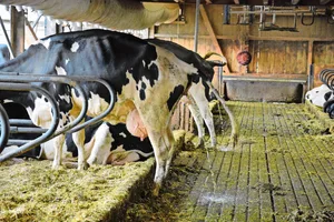 Im Stall vermischen sich – anders als auf der Weide – Kot und Harn der Tiere. Lässt man die Gülle fermentieren, wird sie pflanzenverträglicher und schonender für Regenwürmer.