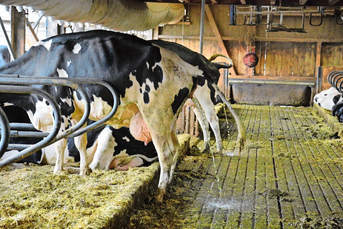 Im Stall vermischen sich – anders als auf der Weide – Kot und Harn der Tiere. Lässt man die Gülle fermentieren, wird sie pflanzenverträglicher und schonender für Regenwürmer.