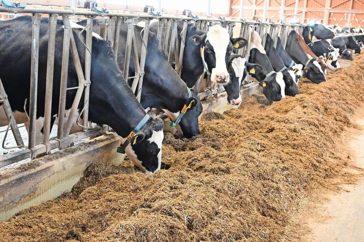 baf47c0370daab95437caf760f9cc0e51316f184851ce6bc9b979f0775b0de84 Maissilage hat unter anderem den Vorteil, dass sie über eine ganzjährig homogene Qualität verfügt.