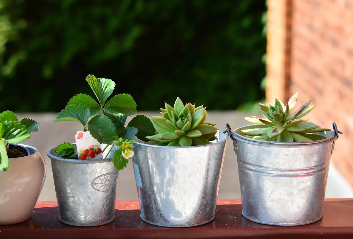 balcony-plants-3426042_1280 Pflanzen droht an diesjährigen Eisheiligen ein Sonnenbrand