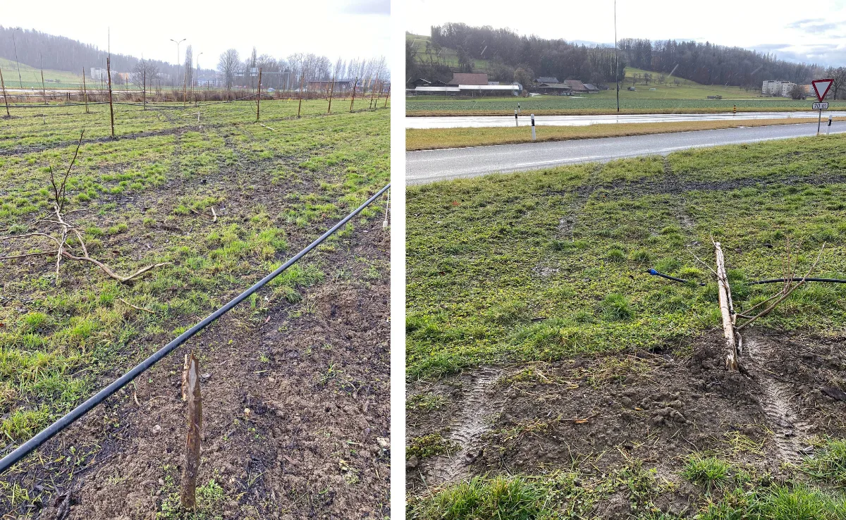 unfall_frauenfeld Autolenker nach Fahrt durch Plantage gesucht