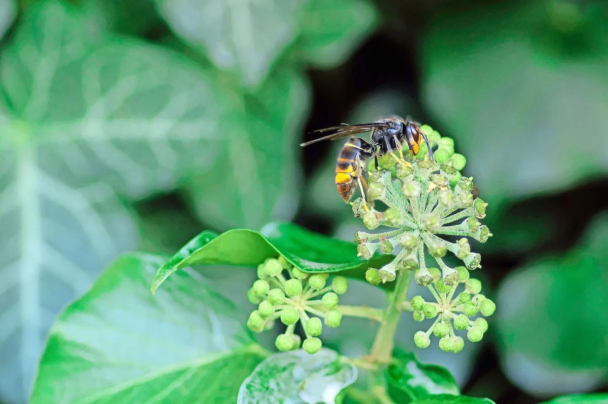 Im Gegensatz zur einheimischen ist die Asiatische Hornisse in der Grundfärbung schwarz und ein gefürchteter Bienenschädling.