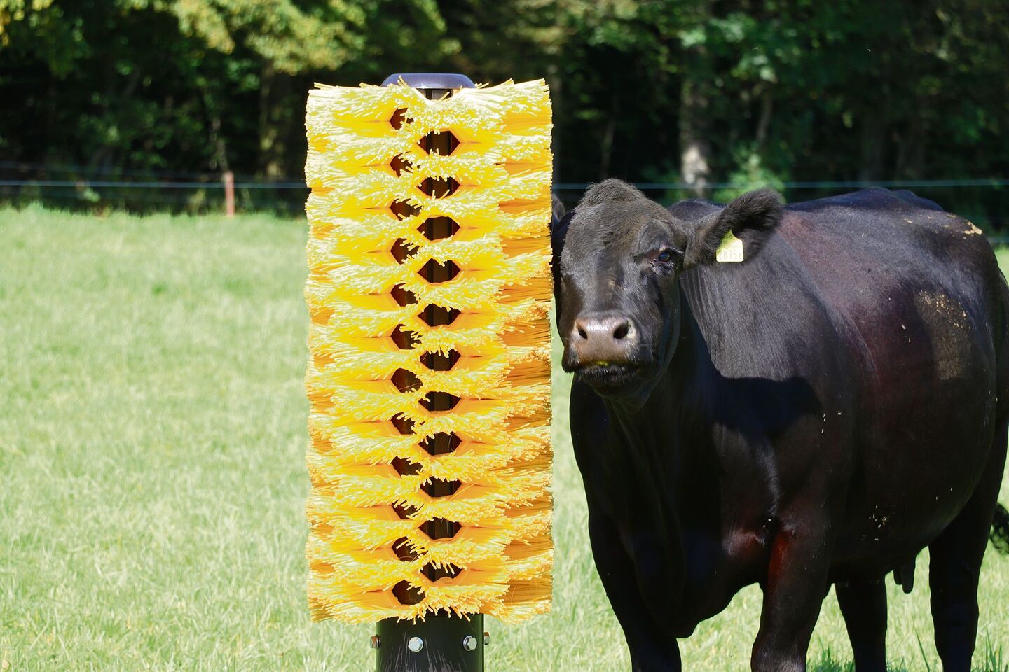 Öffentlichkeitsarbeit: An der Aargauer Landwirtschaftsausstellung präsentierte sich Mutterkuh Schweiz mit verschiedenen Rassen und einem Infostand.