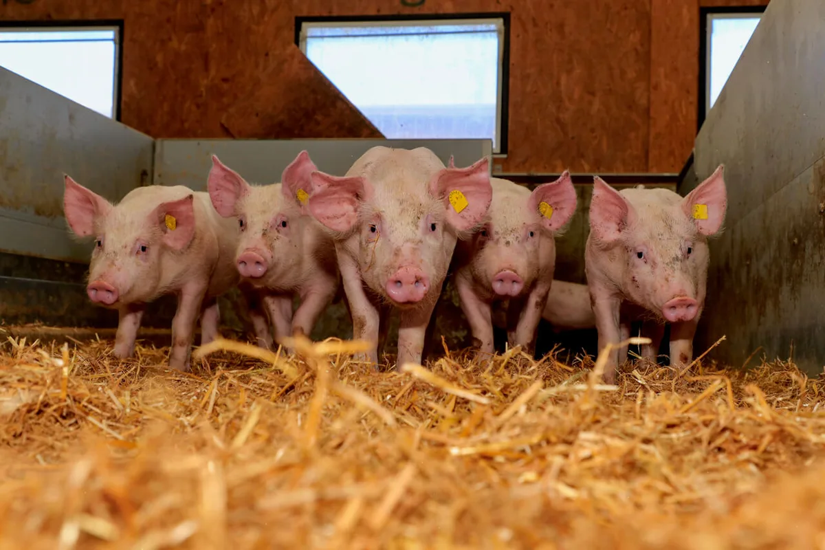 5ba74a0aad3163365ace9f054b44cd3f3eb50e1d Schweine im Stroh in einem Schweizer Stall. Bild: Peter Röthlisberger
