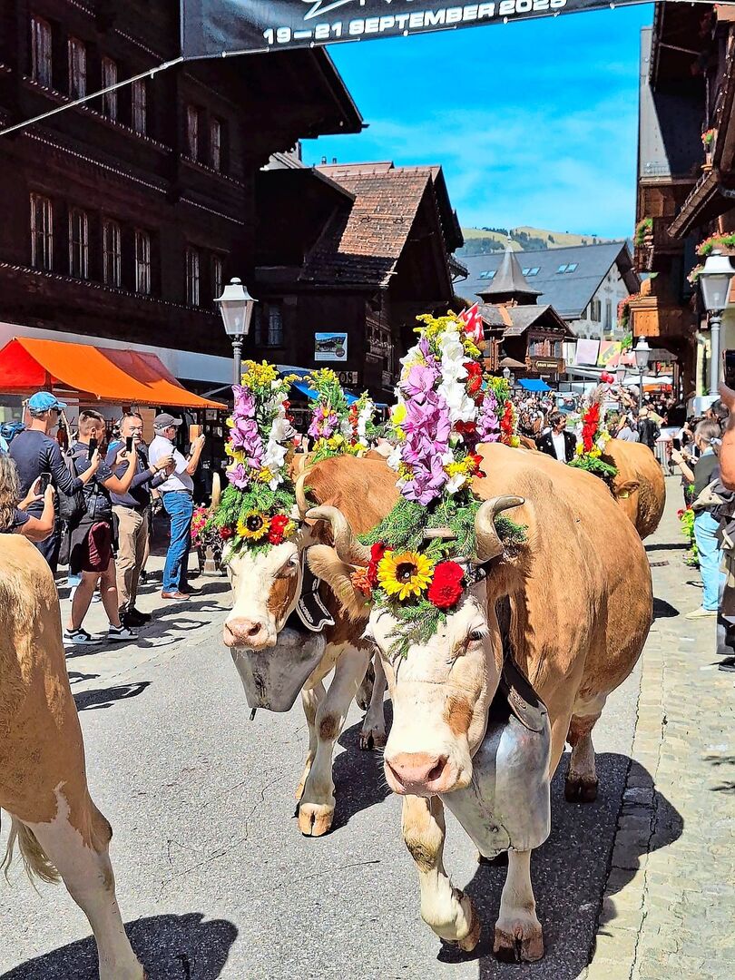 Ein Blösch beim Alpabzug im Bernischen Gstaad. Der Begriff für eine mit meist falbroter Farbe gedeckten Kuh hat die Berner Viehzucht – insbesondere die Simmentalerrasse – geprägt.