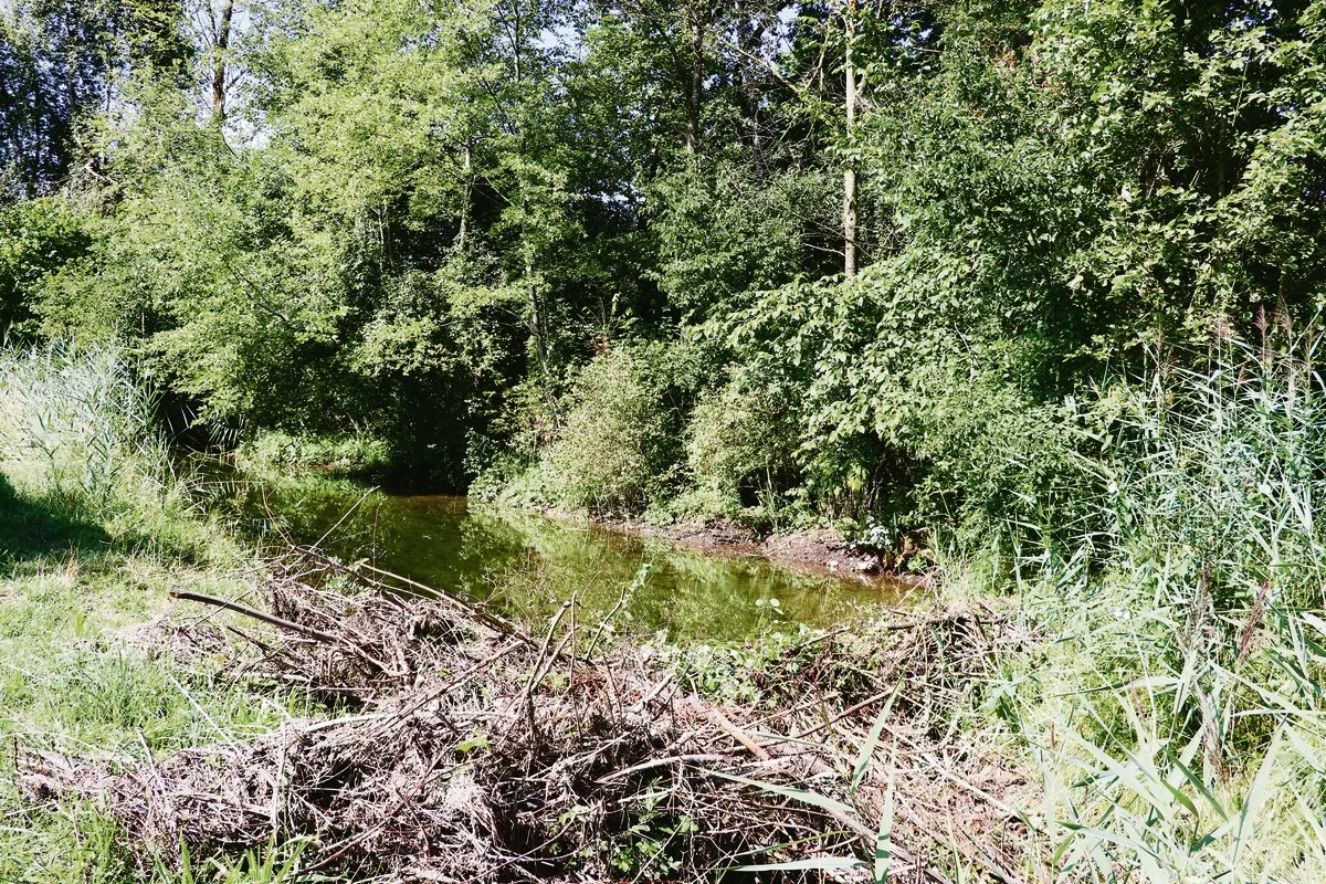 6bce385731b1aa7b225b1364edc555fe542e866a Die Biber fühlen sich im Mittelland wohl und bauen zum Ärger vieler Landwirte ihre Dämme. (Bild BauZ)