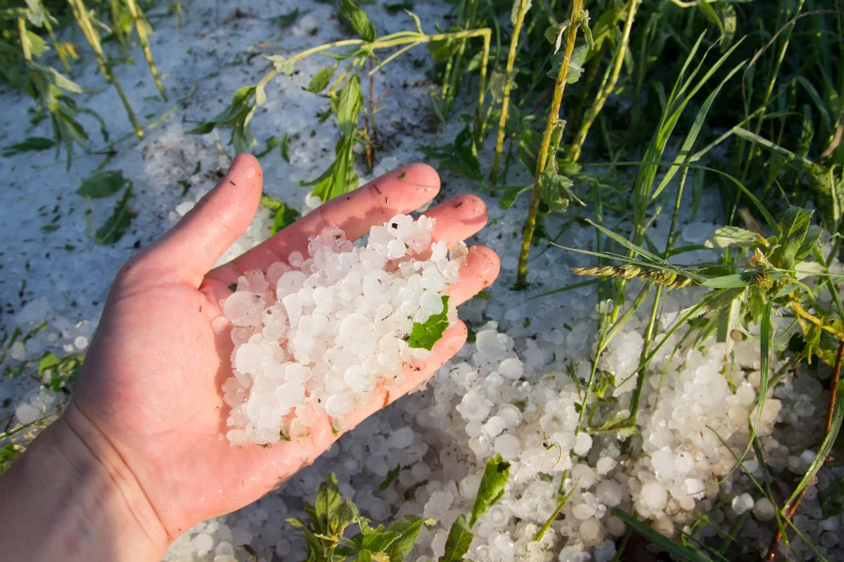 BZ-BET4-38-FrageFachmann Ernst Bühler, wie versichere ich wetterbedingte Schäden an meiner Ernte?