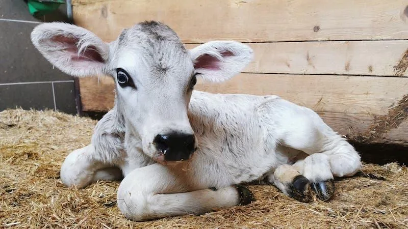 8cb032d78b4aa60a4bb8167682c8937cbde6d664 "Ich war sehr gerührt, dass dem Leben von Kuh und Kalb so ein hoher Stellenwert beigemessen wird", sagt Tierarzt Peter Weisser gegenüber dem St.Galler Tagblatt. (Bild zVg)
