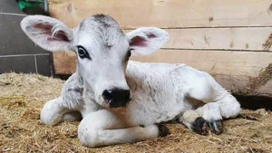 "Ich war sehr gerührt, dass dem Leben von Kuh und Kalb so ein hoher Stellenwert beigemessen wird", sagt Tierarzt Peter Weisser gegenüber dem St.Galler Tagblatt. (Bild zVg)