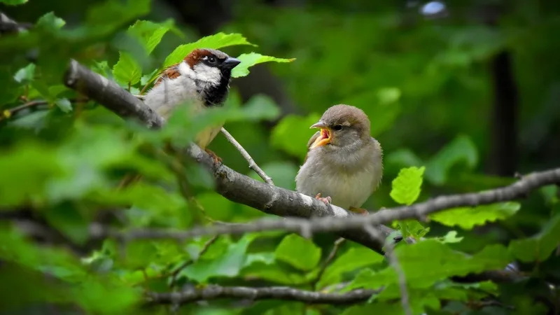 8ea9f2dc371e26af4bc1c2aa2f264bd4ab0eab41 Der Haussperling (Spatz) wurde bei der diesjährigen «Stunde der Gartenvögel» am häufigsten gesehen. (Bild Philipp Rassel/Pixabay)