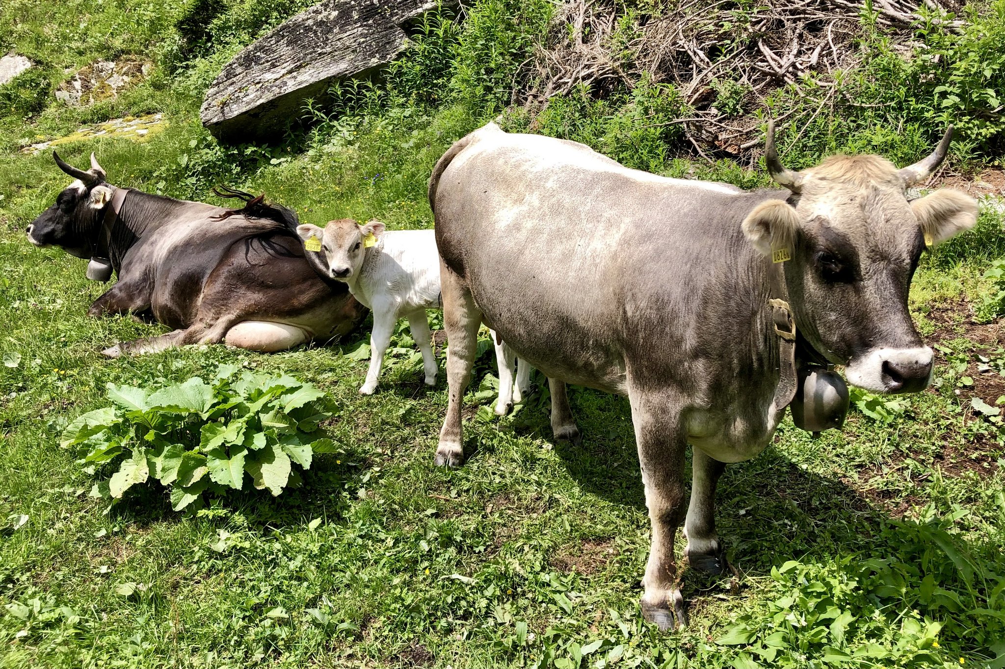 Zwei Mutterkühe und ein Kälbchen von Grauvieh liegen auf einer Alpwiese.