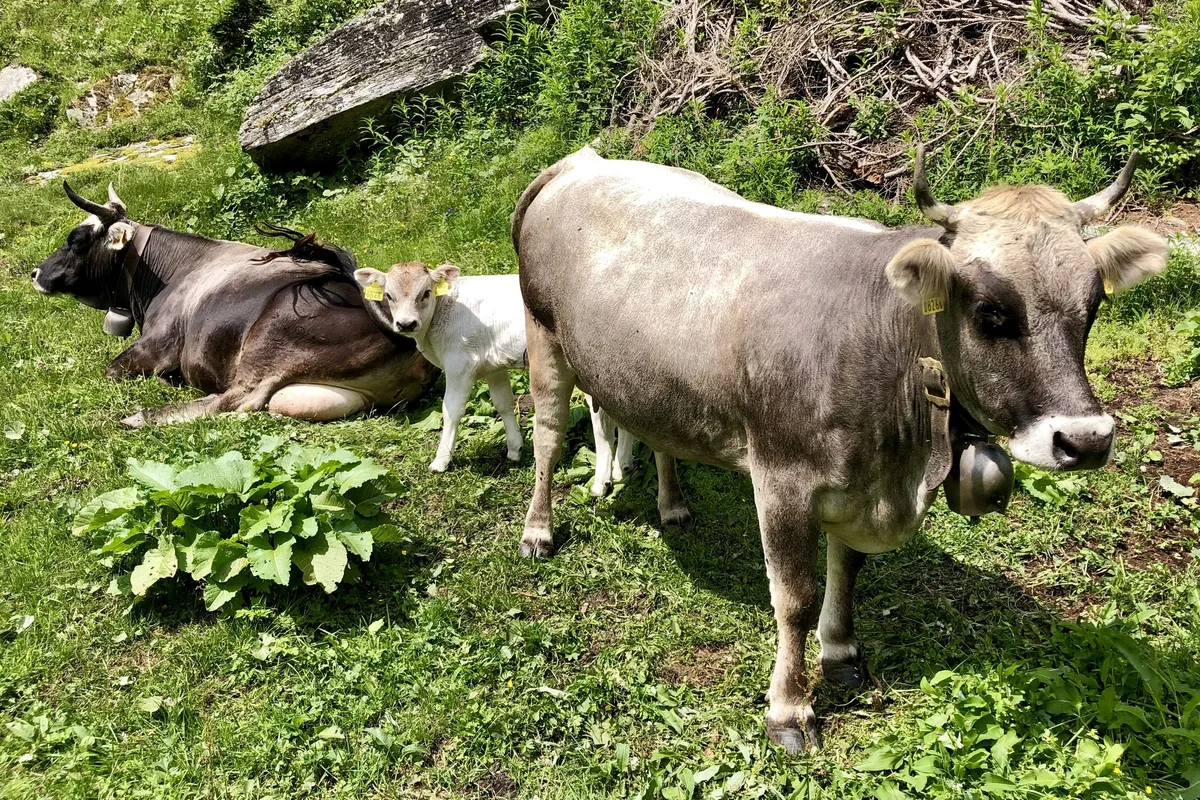 Zwei Mutterkühe und ein Kälbchen von Grauvieh liegen auf einer Alpwiese.