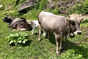 Grauvieh wird – wie hier im Bündner Avers-Tal – oft in muttergebundener Aufzucht oder Mutterkuh-Haltung gehalten. Das Rätische und Tiroler Grauvieh ist eine autochthone Rasse des Hausrindes.