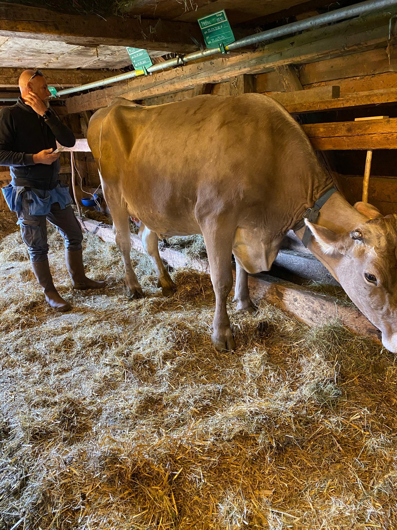 John Marti behandelt Melissa. Sie erholte sich so gut, dass Seraina Pedrolini mit ihr im Herbst an einem Kuhrennen teilnehmen konnte.