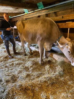John Marti behandelt Melissa. Sie erholte sich so gut, dass Seraina Pedrolini mit ihr im Herbst an einem Kuhrennen teilnehmen konnte.