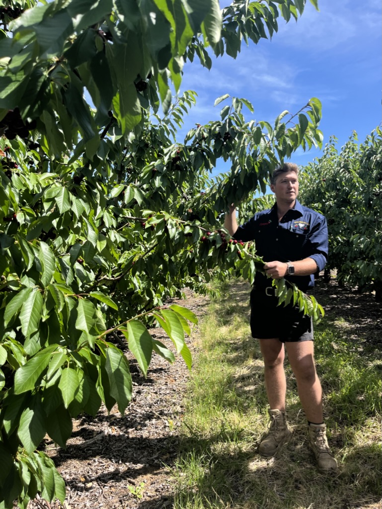 Matthew Batinich in seiner Kirschenanlage im australischen Staat New South Wales. 