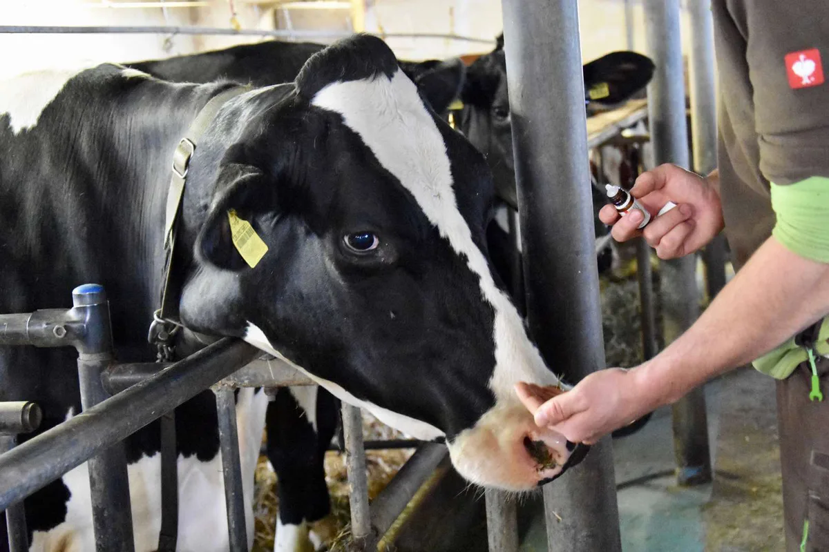 Laut Monitoring: Weniger Antibiotika dank Kometian