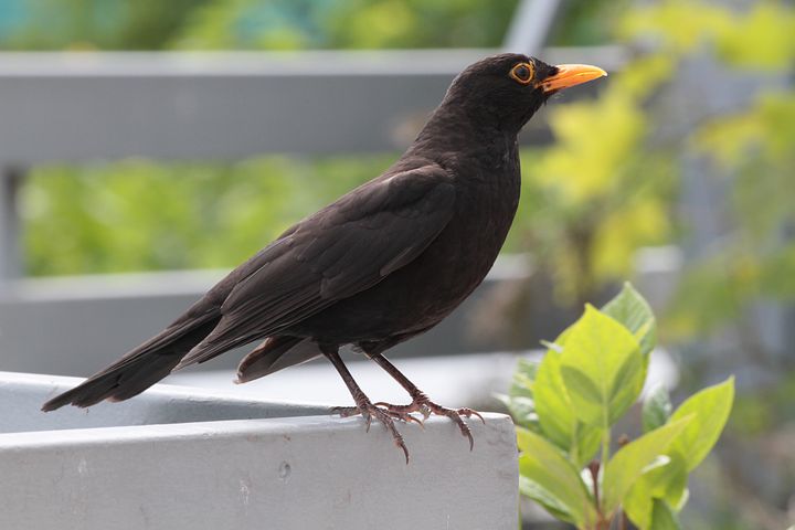 Die Amsel ist fast in jedem Garten vorhanden, sie wurde in 90 Prozent der Fälle gemeldet. (Bild pixabay)