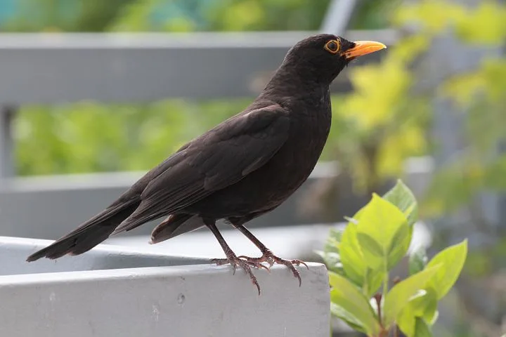 488d4d85dc82c77f38a78ec9fe31770938e338d1 Die Amsel ist fast in jedem Garten vorhanden, sie wurde in 90 Prozent der Fälle gemeldet. (Bild pixabay)