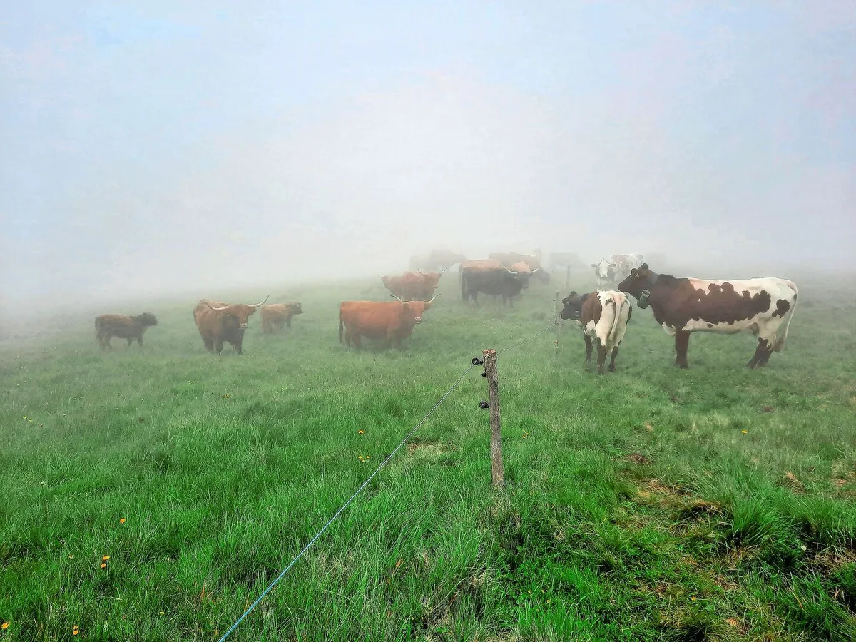 Ungeplante Begegnung im dicken Nebel: Unsere Herde trifft auf die schottischen Hochlandrinder auf der anderen Seite des Zauns.