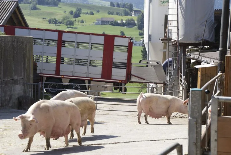 027461823a5916e96e8d6bbf22e17d6c491ed1a9 Abladen der Sauen auf dem Deckbetrieb. (Bilder mg)