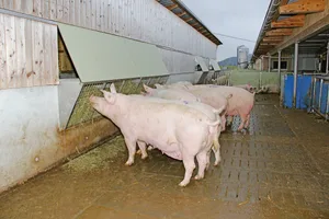 Von 123 000 Zuchtsauen im Jahr 2015 sank der Bestand auf rund 107 000 im August 2020. Der Rückgang muss jährlich 2000 bis 3000 Sauen betragen, sonst droht ein Preiszerfall.(Bild Hans Rüssli)